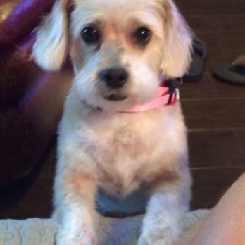 K9 Devine Dog Grooming & Boarding - Pet Sitting Near Me - Bridge City, Texas K9 Devine Dog Grooming & Boarding - Pet Sitting Near Me - Bridge City, Texas
