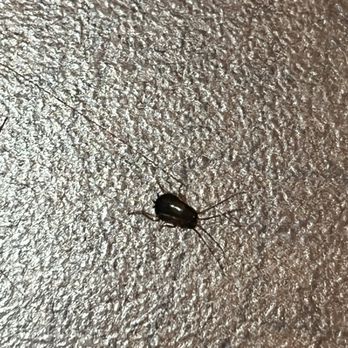 Embassy Suites by Hilton Hampton Convention Center - Cockroach nymph on counter above the fridge - Hotels Near Me - Hampton, Virginia Embassy Suites by Hilton Hampton Convention Center - Cockroach nymph on counter above the fridge - Hotels Near Me - Hampton, Virginia