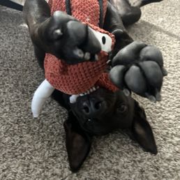 Oso Oso