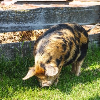 Barking Mad Farm B & B - Pig - Bed & Breakfast Near Me - Enterprise, Oregon Barking Mad Farm B & B - Pig - Bed & Breakfast Near Me - Enterprise, Oregon