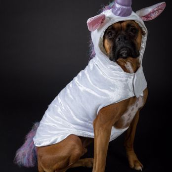 Pets By Sorrell - Studio photos by Sorrell. Costumes were my own. - Pet Photography Near Me Pets By Sorrell - Studio photos by Sorrell. Costumes were my own. - Pet Photography Near Me