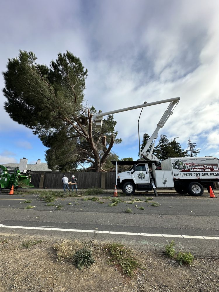 Bojorquez Tree Service - tree service in Vacaville, CA