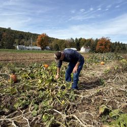 Melick Orchards - Where are the pumpkins?