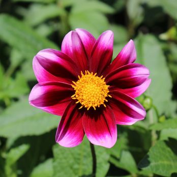Chicago Botanic Garden - Botanical Gardens Near Me - Glencoe, Illinois