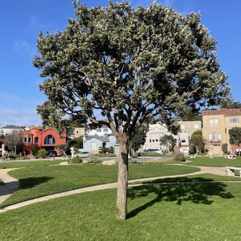 Ingleside Terraces Sundial - Ohia Lehua tree - Landmarks & Historical Buildings Near Me - San Francisco, California Ingleside Terraces Sundial - Ohia Lehua tree - Landmarks & Historical Buildings Near Me - San Francisco, California