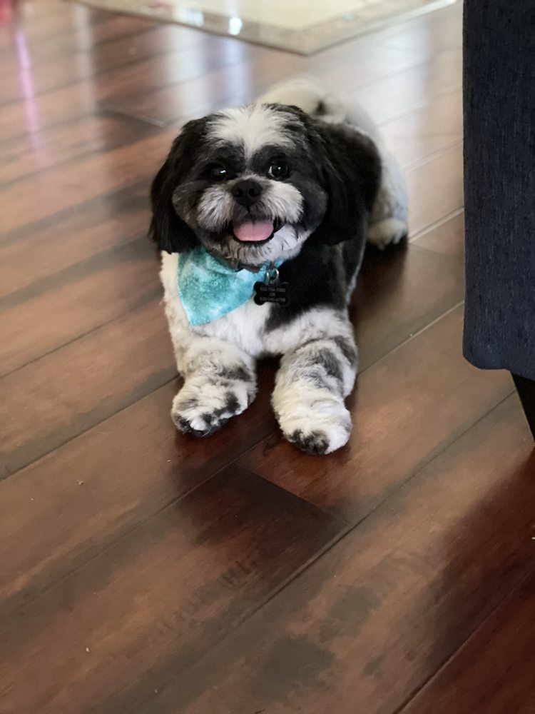 PREPPY PETS SALON AND MOBILE Updated October 2024 26 Photos & 21