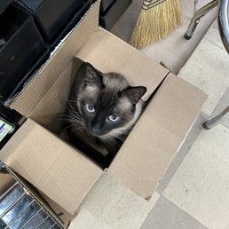 John, one of the store cats!! John, one of the store cats!!