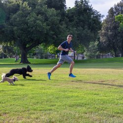 Rooted Dog Training