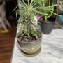 Photo of Paloma's Plants