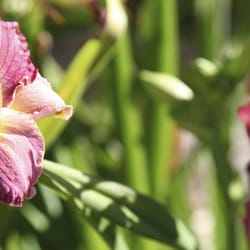 Master Landscape Inc