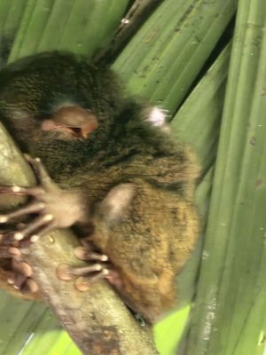 Philippine Tarsier Sanctuary by null