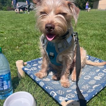 Got Sit Dog Training - Pet Training Near Me