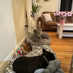Pawz N’ Clawz
