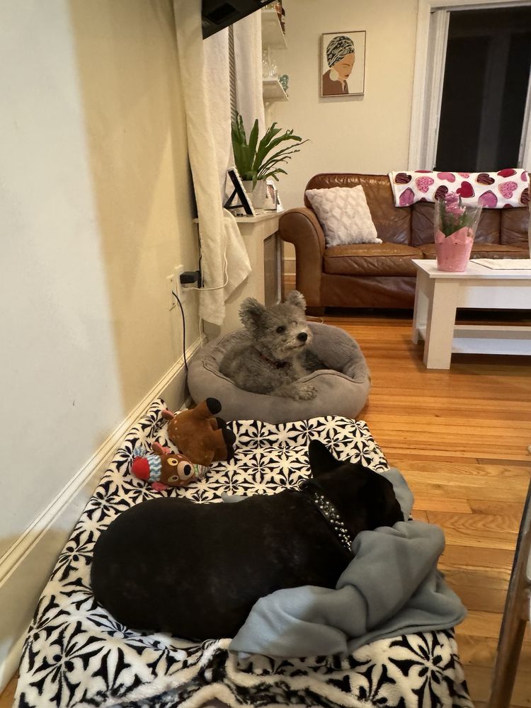 Pawz N’ Clawz - pet boarding facility in Greenwich, CT