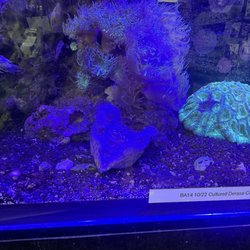 Aquaridise - Clam