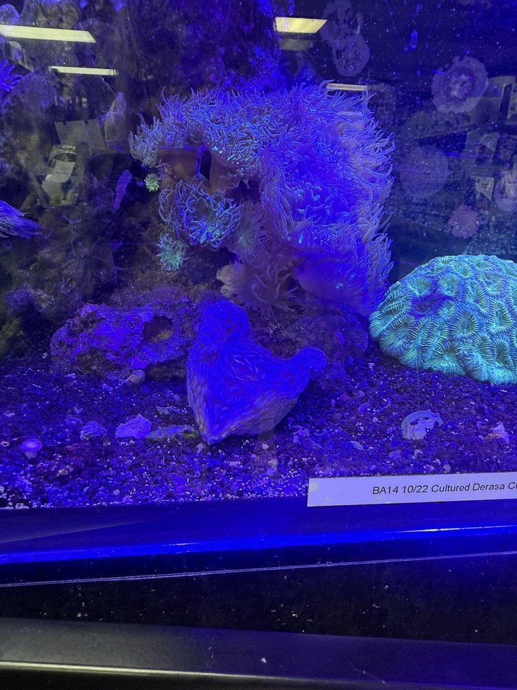 Aquaridise Image