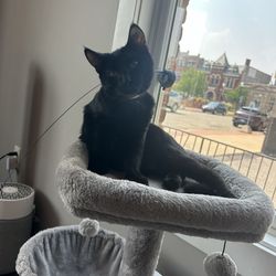 The Whisker Room - Cats just looking to come to your home!
