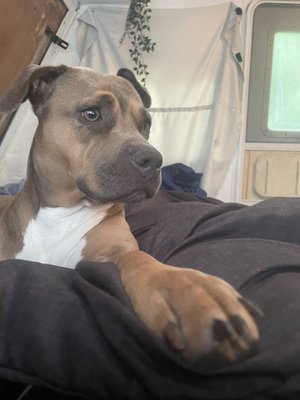 MANATEE COUNTY ANIMAL SERVICES - Updated January 2025 - 24 Photos & 10