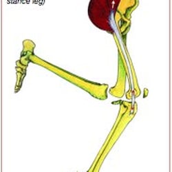 Dubin Chiropractic - We have helped many runners with knee and ankle pain