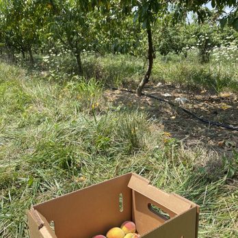 Mackintosh Fruit Farm - We had a great & delicious time today!! - Farmers Market Near Me - Berryville, Virginia Mackintosh Fruit Farm - We had a great & delicious time today!! - Farmers Market Near Me - Berryville, Virginia