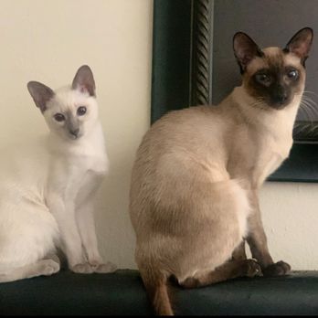 Azure Kittens - Lilac & Seal Point Siamese - Pet Adoption Near Me