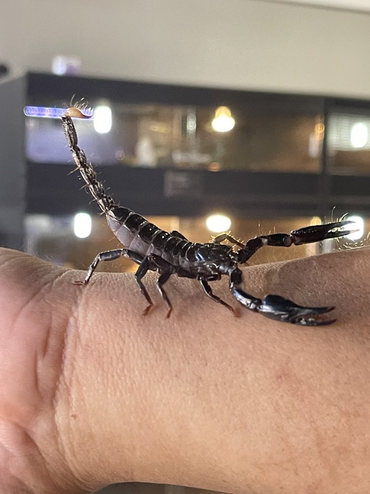DESERT GROWN REPTILES & EXOTICS - Updated June 2024 - 17 Photos - 49237