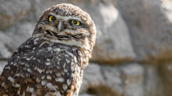 San Diego Zoo by null