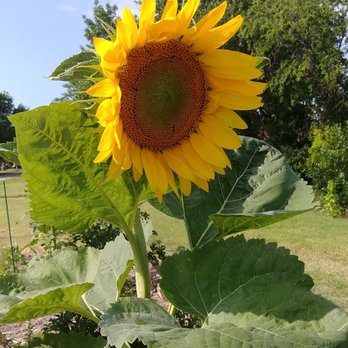 Birds Fort Trail Park - Beautiful sunflower - Parks Near Me - Irving, Texas Birds Fort Trail Park - Beautiful sunflower - Parks Near Me - Irving, Texas