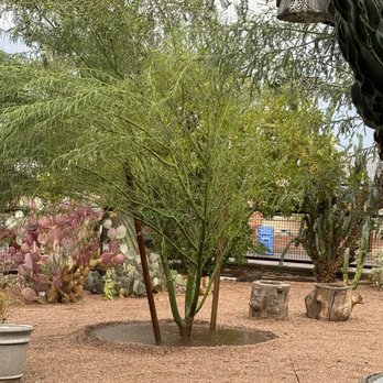 Moon Valley Nurseries - planted before the big storm rolled in and filled the well -- how refreshing ! - Nurseries & Gardening Near Me - Phoenix, Arizona