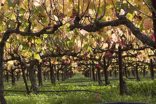 Cambria Winery by null