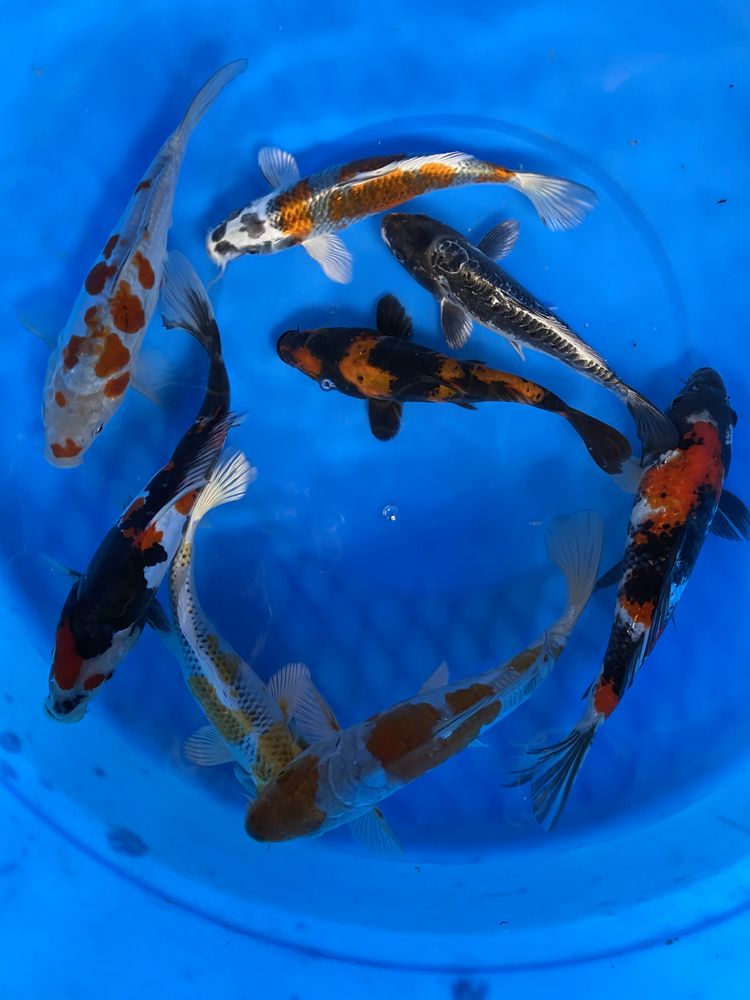 WATER GARDEN GEMS Updated October 2024 34 Photos & 19 Reviews