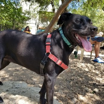 West Austin Park & Wading Pool - Dog Parks Near Me - Austin, Texas West Austin Park & Wading Pool - Dog Parks Near Me - Austin, Texas