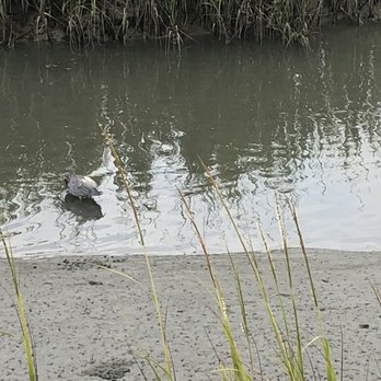 Huntington Beach State Park - Birds feeding - Parks Near Me - Murrells Inlet, South Carolina