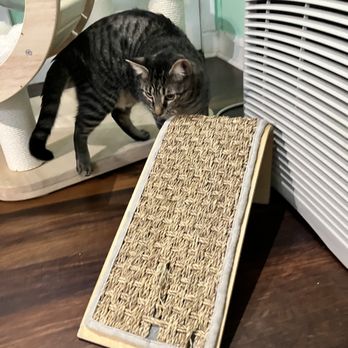 Good Luck Cat Cafe - Pet Services Near Me - Fort Lauderdale, Florida