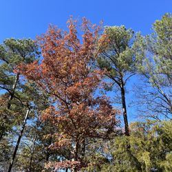 Fred G Bond Metro Park - Beautiful fall colors