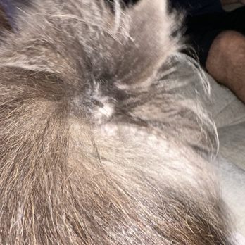 Dawg Gone Good Grooming - Dog grooming gone bad - Pet Groomers Near Me - Greenacres, Florida