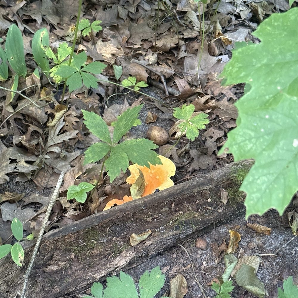 Starved Rock State Park - Parks Near Me - Utica, Illinois