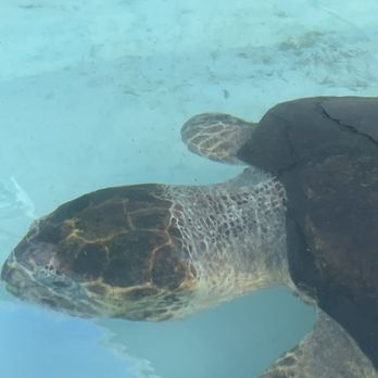 Loggerhead Marinelife Center - Community Service/Non-Profit Near Me - Juno Beach, Florida
