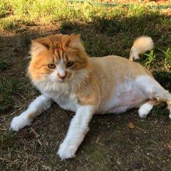 Peaceful Pets - Buzz cut season