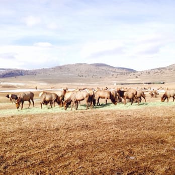 Hardware Ranch - Check out the Elk! We drove right up to them and they didn't even run away. - Wildlife Control Near Me Hardware Ranch - Check out the Elk! We drove right up to them and they didn't even run away. - Wildlife Control Near Me