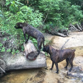 Vets Pets - lost them both because you wouldn't see them after you got the rolltop for nothing- - Veterinarians Near Me - Panama City Beach, Florida Vets Pets - lost them both because you wouldn't see them after you got the rolltop for nothing- - Veterinarians Near Me - Panama City Beach, Florida