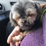 Photo of Pups and Pals Pet Care
