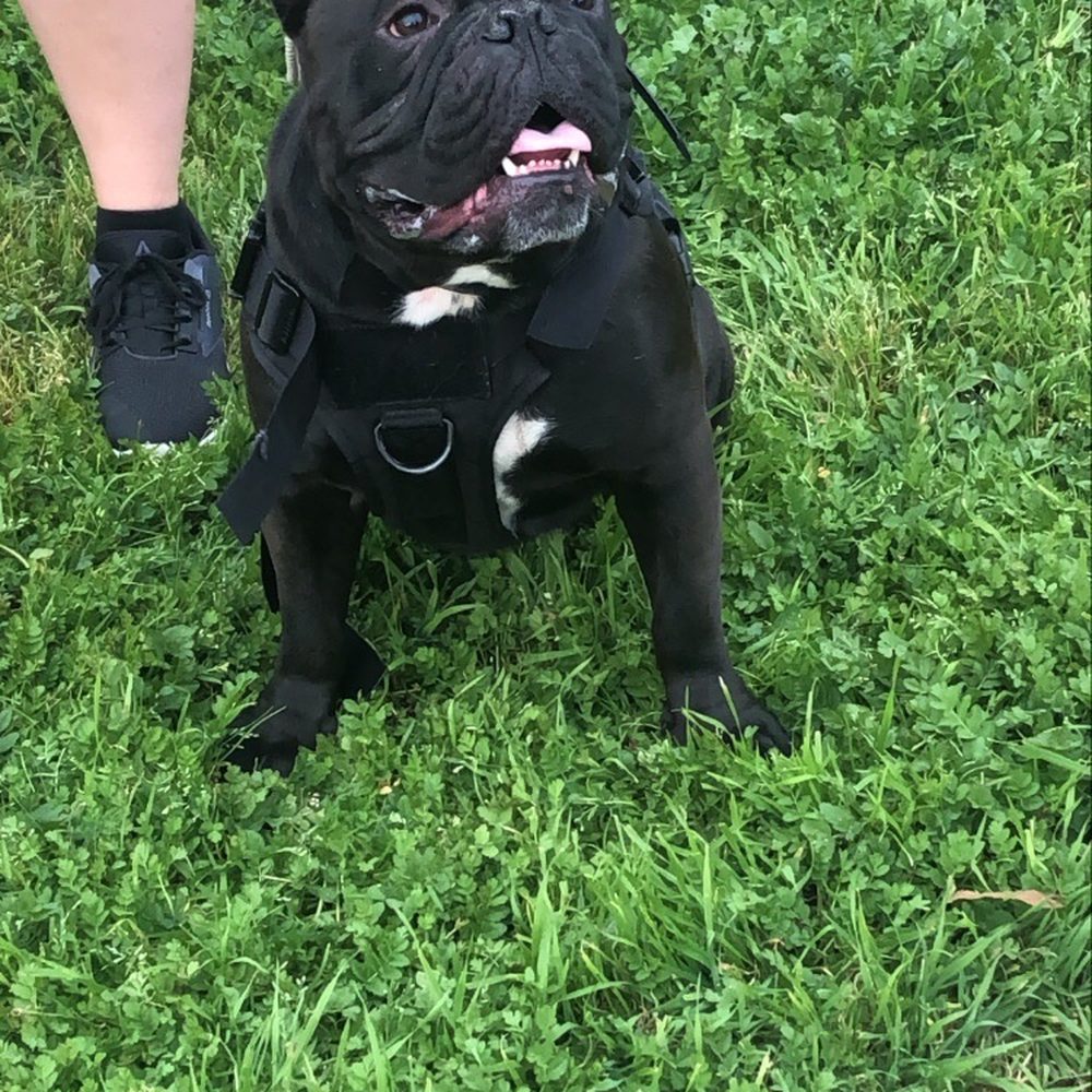 A A Comet Dog Training Services - Pet Training Near Me