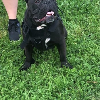 A A Comet Dog Training Services - Pet Training Near Me A A Comet Dog Training Services - Pet Training Near Me