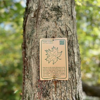Daubenspeck Community Nature Park - Maple tree - Parks Near Me - Indianapolis, Indiana Daubenspeck Community Nature Park - Maple tree - Parks Near Me - Indianapolis, Indiana