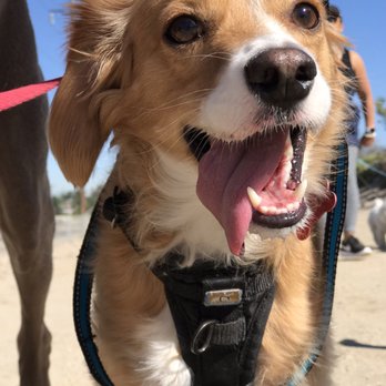 Social Canines - Dog Walkers Near Me Social Canines - Dog Walkers Near Me