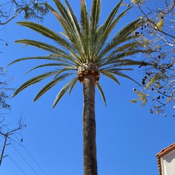 First Class Tree Service - Palm trimming - Tree Services Near Me
