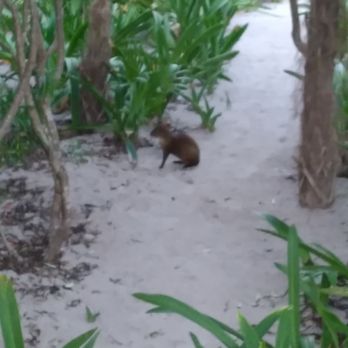 Único Hotel - I have no clue what kind of Animal this is - Hotels Near Me - Solidaridad, ROO