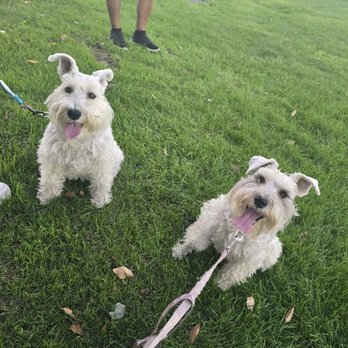 ARK-9 Dog Training - Park time - Pet Training Near Me ARK-9 Dog Training - Park time - Pet Training Near Me