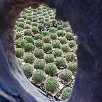 C & J Cactus Nursery - Nurseries & Gardening Near Me - Vista, California C & J Cactus Nursery - Nurseries & Gardening Near Me - Vista, California